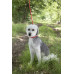HOND ANTI-TREK LOOPLIJN AIDEN ROOD 1,7M 10MM