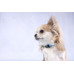 HOND HALSBAND ZIGGI TURKOOIS S 30-45CM 15MM