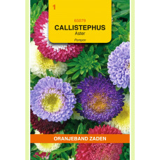 OBZ CALLISTEPHUS, ASTER POMPON GEMENGD