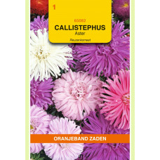 OBZ CALLISTEPHUS, ASTER REUZENKOMEET GEMENGD