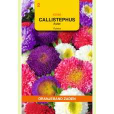 OBZ CALLISTEPHUS, ASTER RUBENS GEMENGD