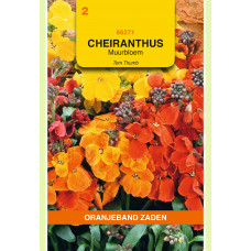 OBZ CHEIRANTHUS, MUURBLOEM TOM THUMB GEMENGD