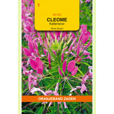 OBZ CLEOME, KATTENSNOR ROZE