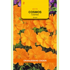 OBZ COSMOS, COSMEA SUNSET