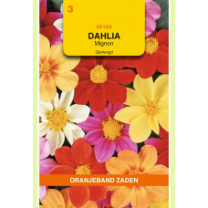 OBZ DAHLIA, MIGNON GEMENGD