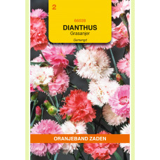 OBZ DIANTHUS, GRASANJER GEMENGD