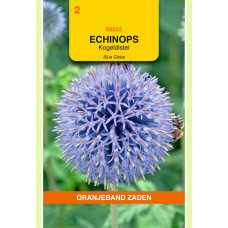 OBZ ECHINOPS, KOGELDISTEL BLUE GLOBE