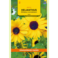 OBZ HELIANTHUS, MINIATUUR ZONNEBLOEM STELLA