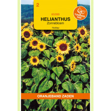 OBZ HELIANTHUS, ZONNEBLOEM HOLIDAY