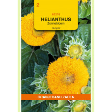 OBZ HELIANTHUS, ZONNEBLOEM SUNGOLD DUBBELBLOEMIG LAAG