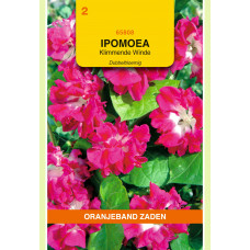 OBZ IPOMOEA, KLIMMENDE WINDE DUBBELBLOEMIG ROZE