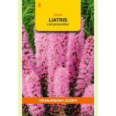 OBZ LIATRIS, LAMPENPOETSER, ROZE