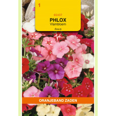 OBZ PHLOX, VLAMBLOEM BEAUTY