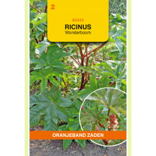 OBZ RICINUS, WONDERBOOM GEMENGD