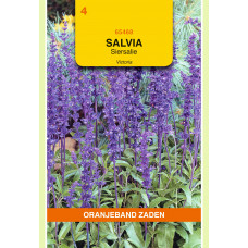 OBZ SALVIA, SIERSALIE VICTORIA DONKERBLAUW