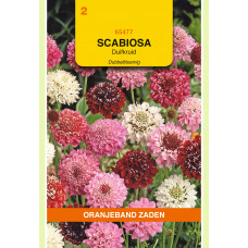 OBZ SCABIOSA, DUIFKRUID DUBBELBLOEMIG