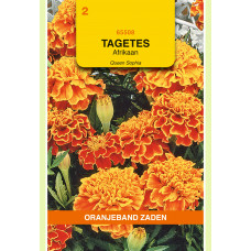 OBZ TAGETES, AFRIKAAN BOLERO (VH QUEEN SOPHIA)